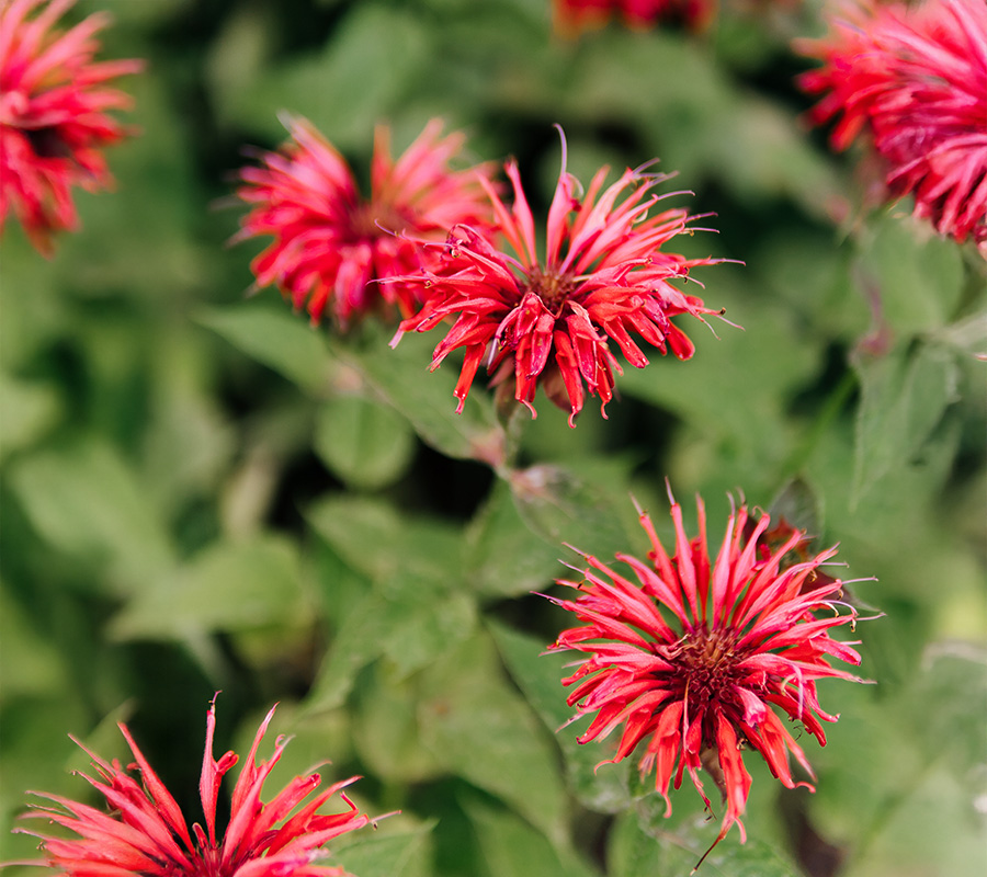 Close-up of vibrant red bee balm flowers in a garden with green leaves.