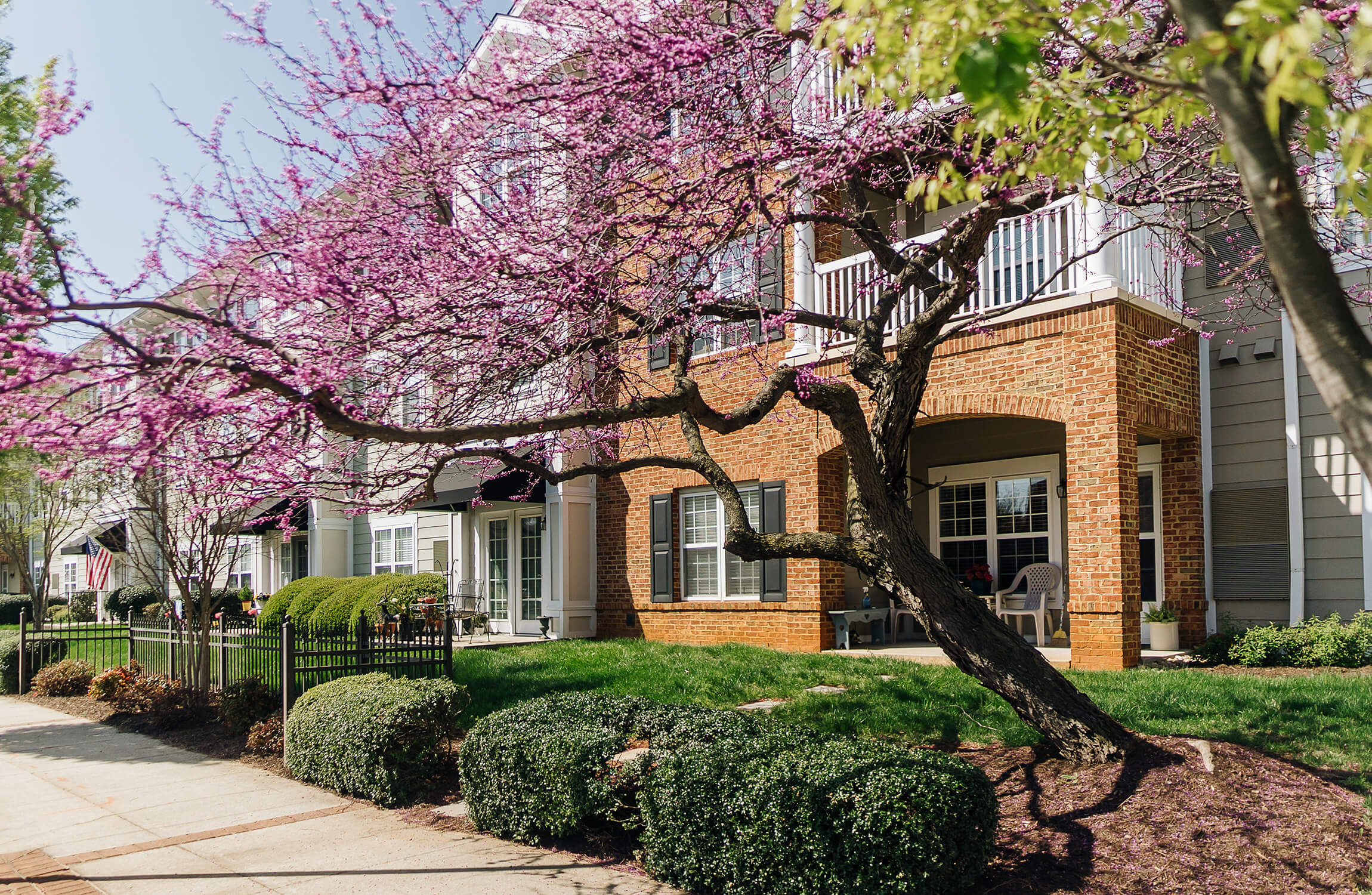 Brick apartment building with pink flowering tree in foreground.