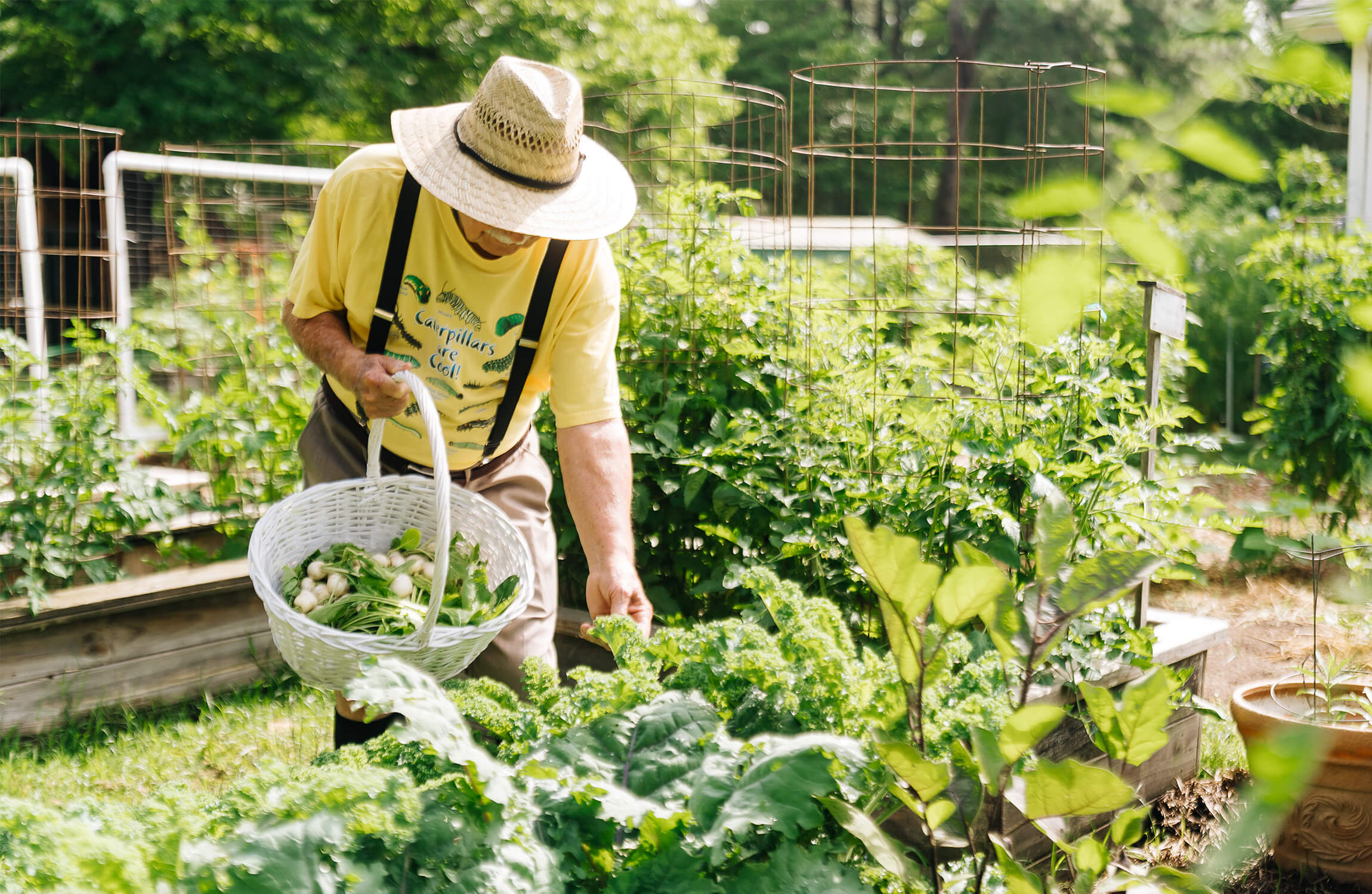 Man wearing a straw hat harvesting vegetables in a lush garden with a white basket.