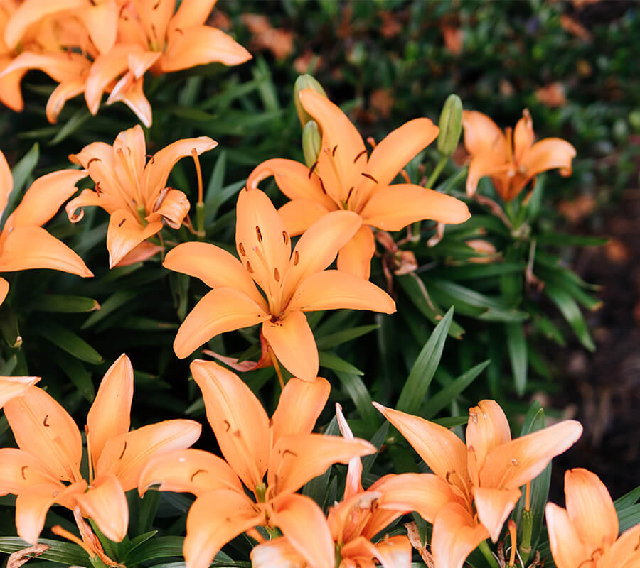 Close up of orange flowers in garden at The Culpeper