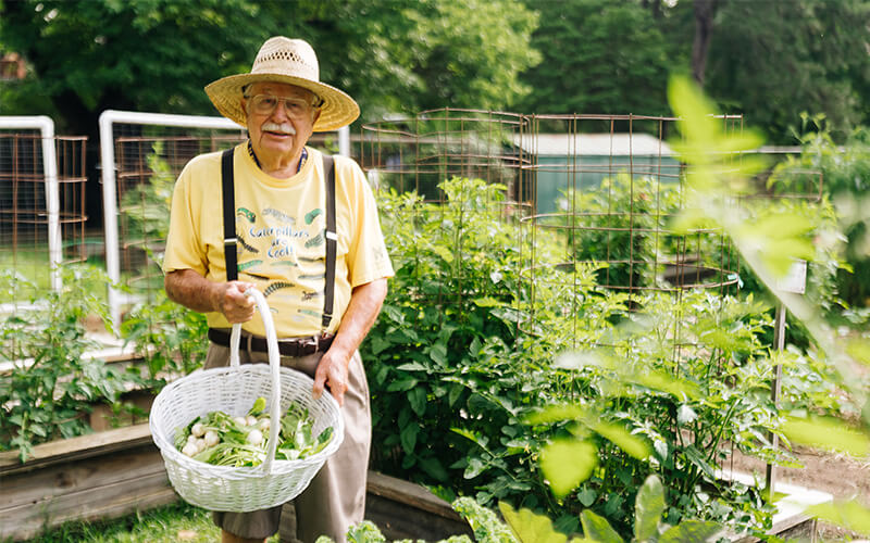 Elderly man with a straw hat and basket harvesting vegetables in a garden.