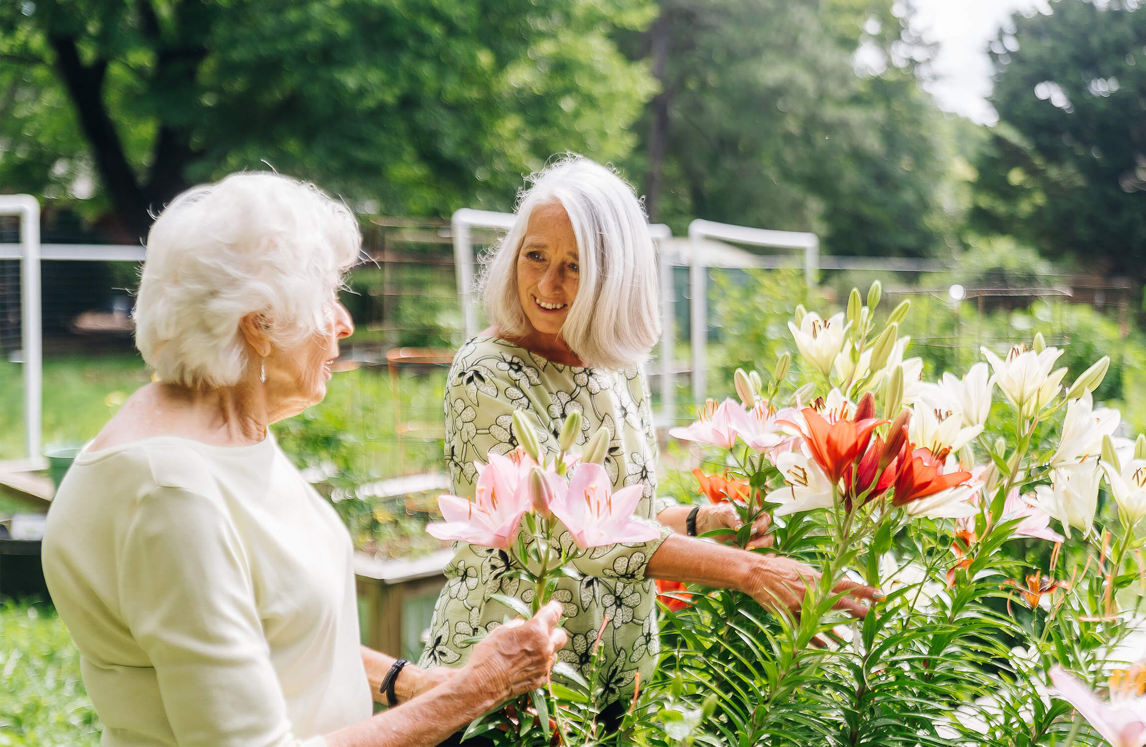 Two women enjoy gardening with colorful lilies in a senior community garden.