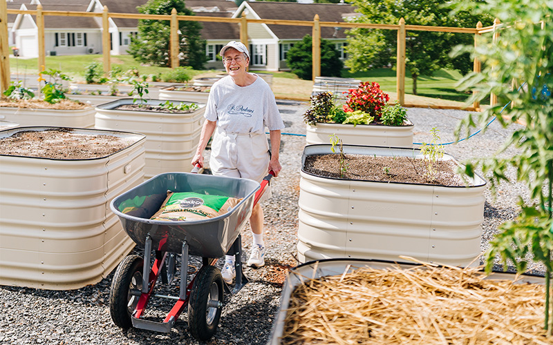 Senior gardening with large wheel barrow