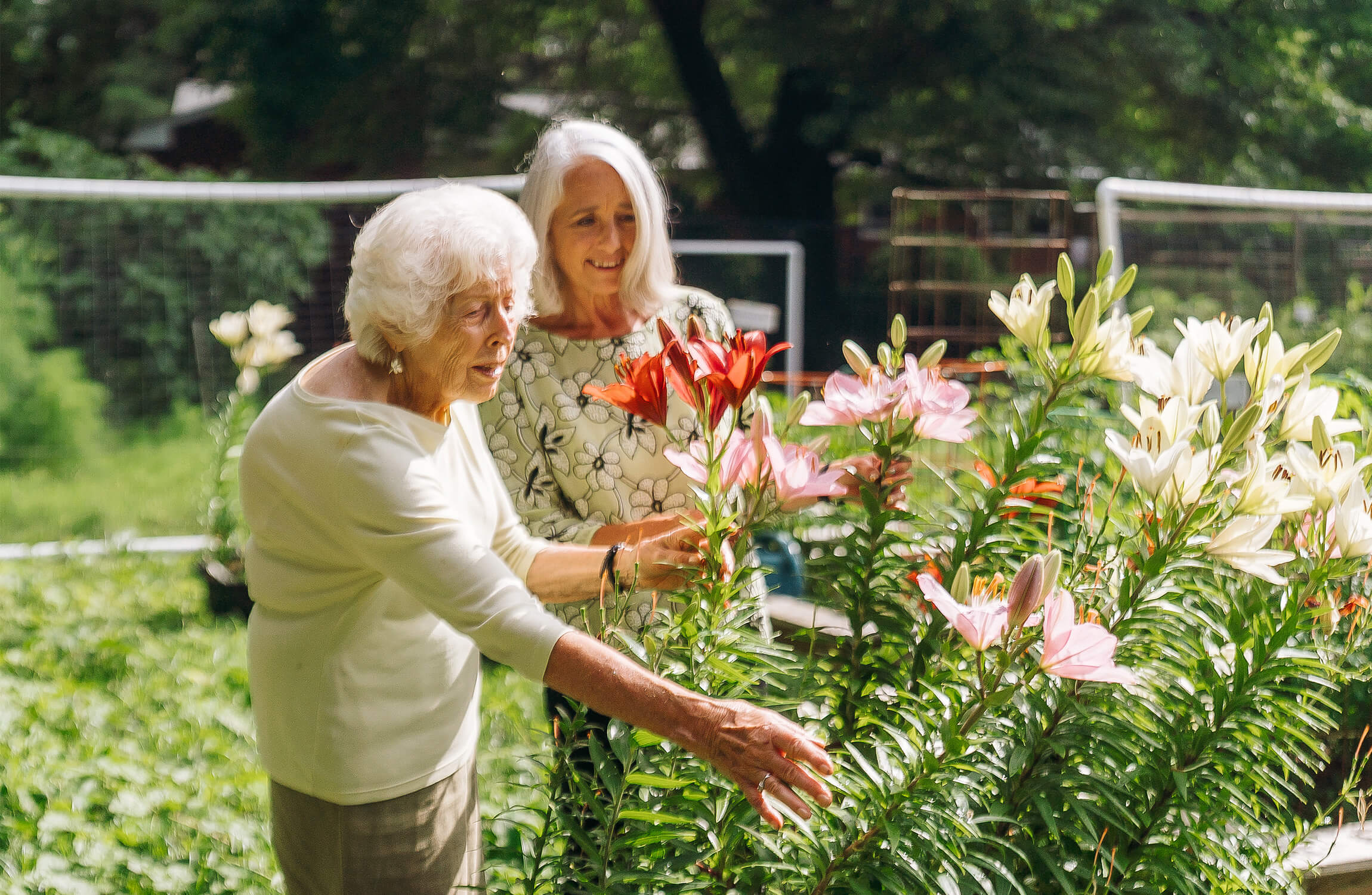 Seniors Enjoying Gardening Two senior women enjoying gardening together at a community garden.
