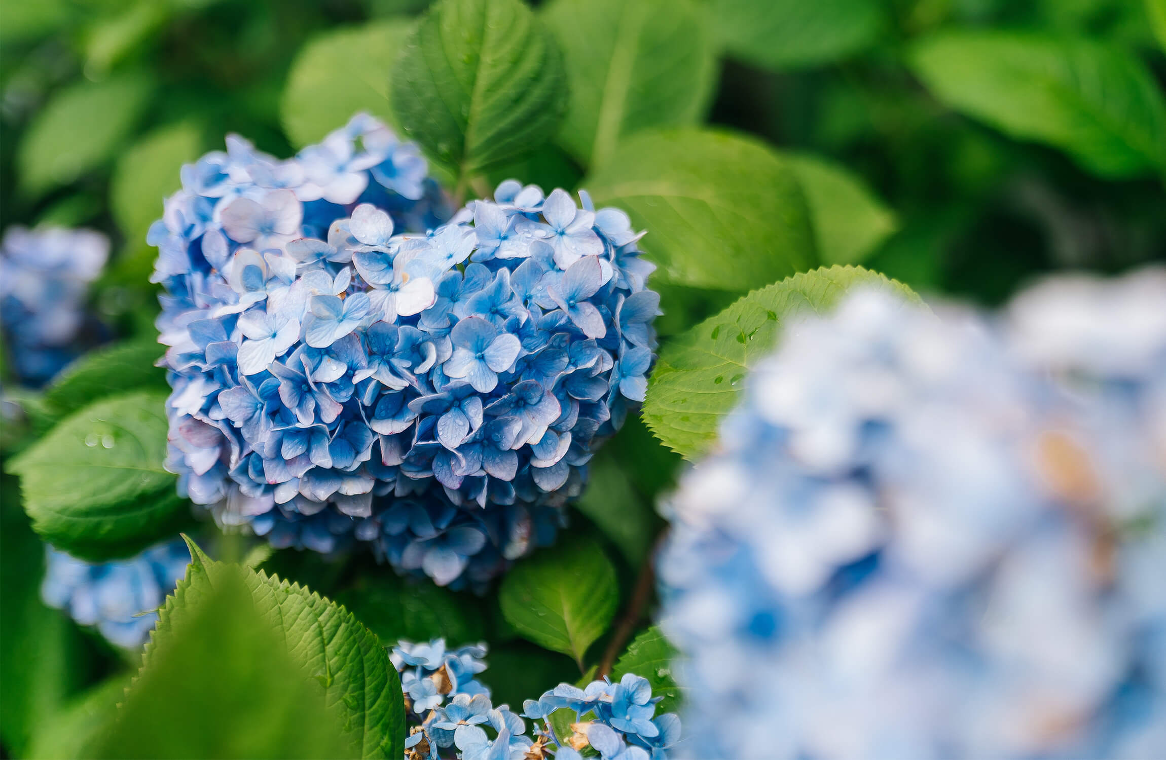 Close-up of blue hydrangea flowers with green leaves in the background.