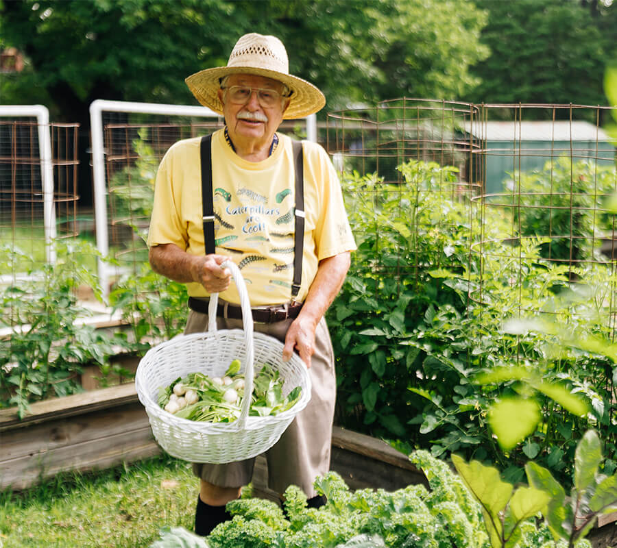 Elderly man in garden holding a basket of freshly picked vegetables.