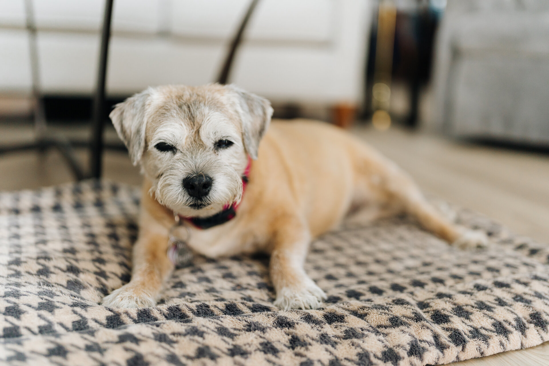 Senior resident's dog