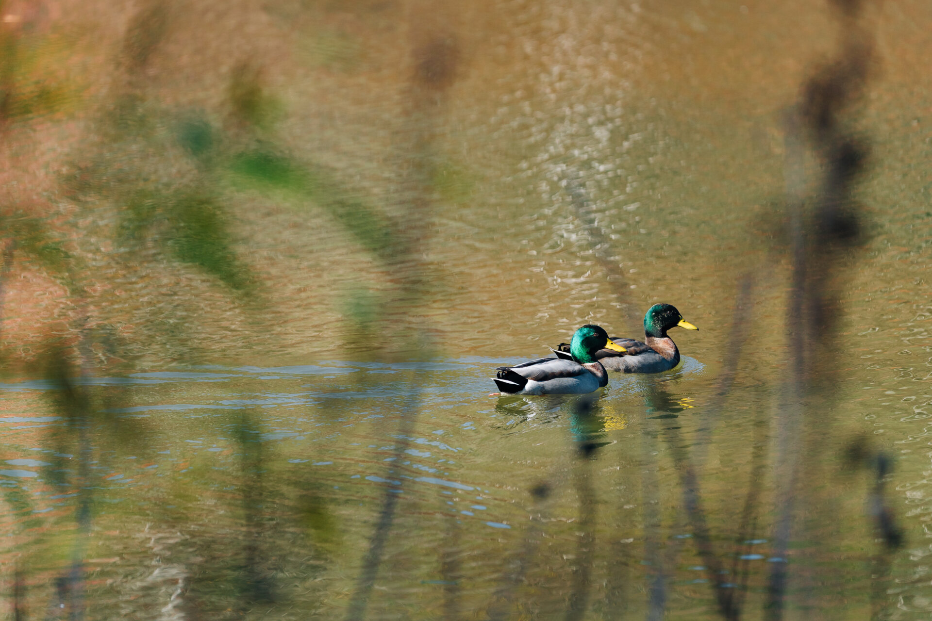 Ducks swimming in pond